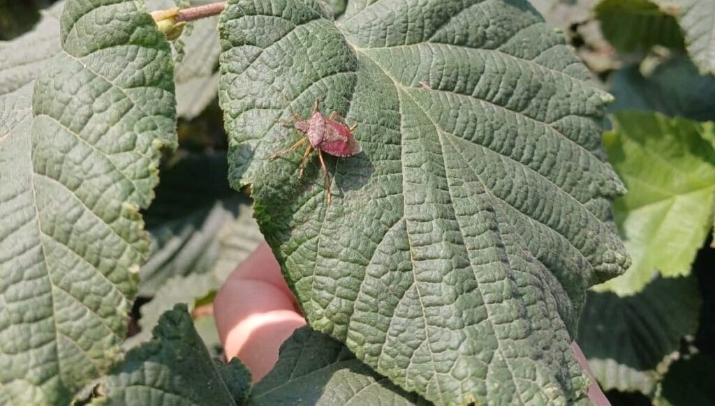 carsambada kahverengi kokarca mucadelesi suruyor aFl17wGM