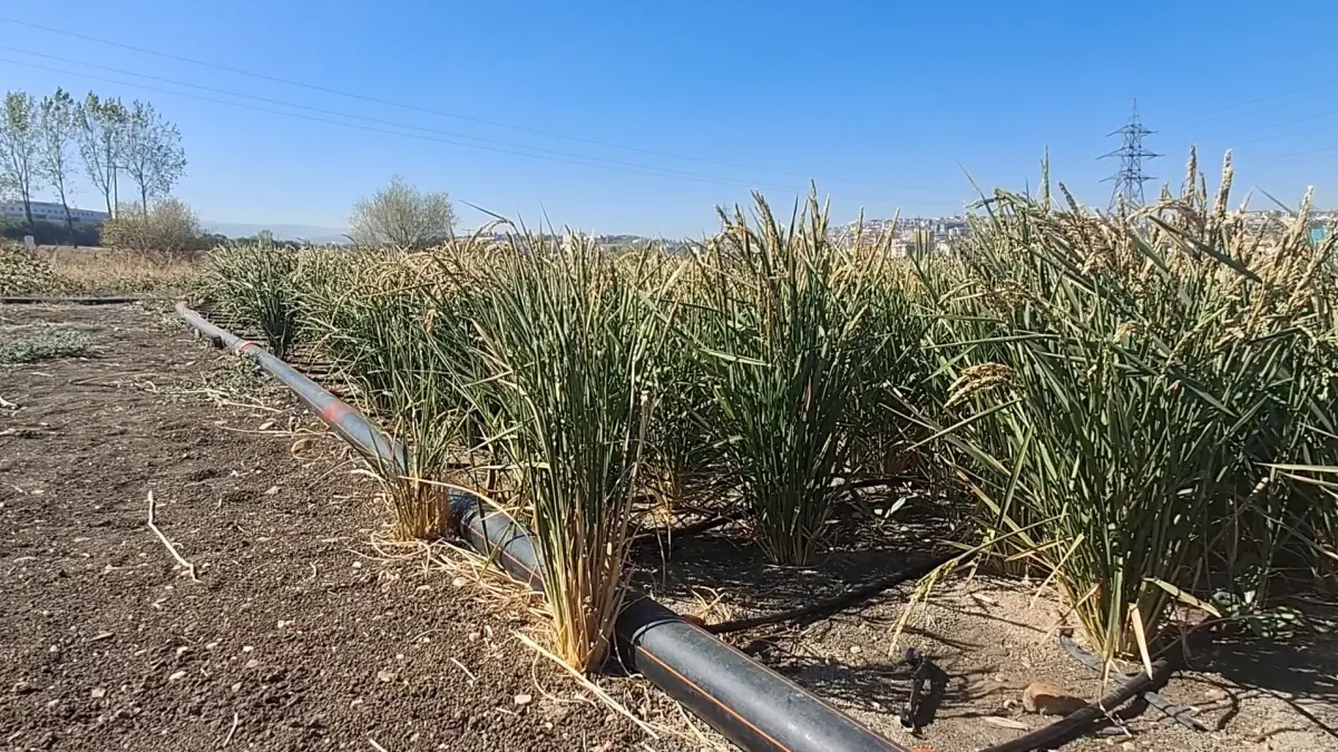 damla sulama ile celtik uretiminde su tasarrufu nfd4nVxH