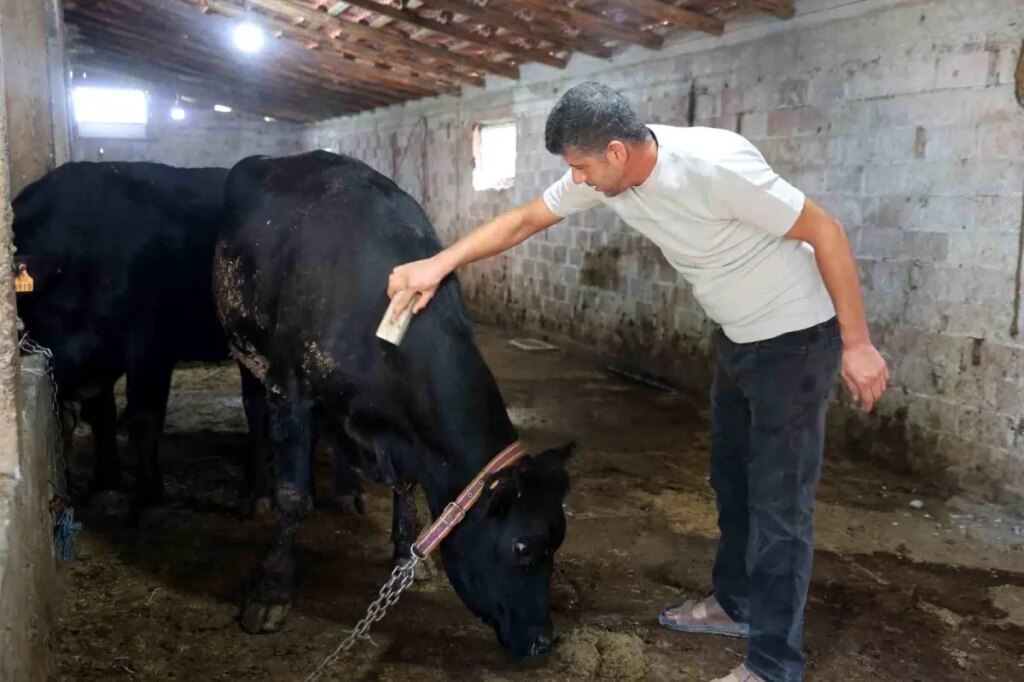 elazigda hayvancilik destek projesi basariyla devam ediyor 94vvdG6W