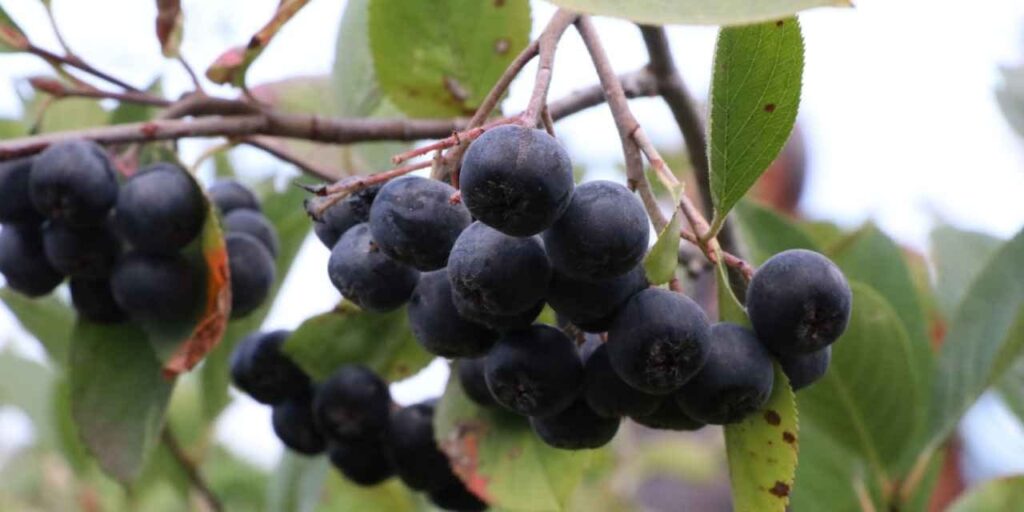 kalbe bagisikliga gozlere iyi geliyor kilosu 400 liradan 250 ton urun bekleniyor D8G5Zay6