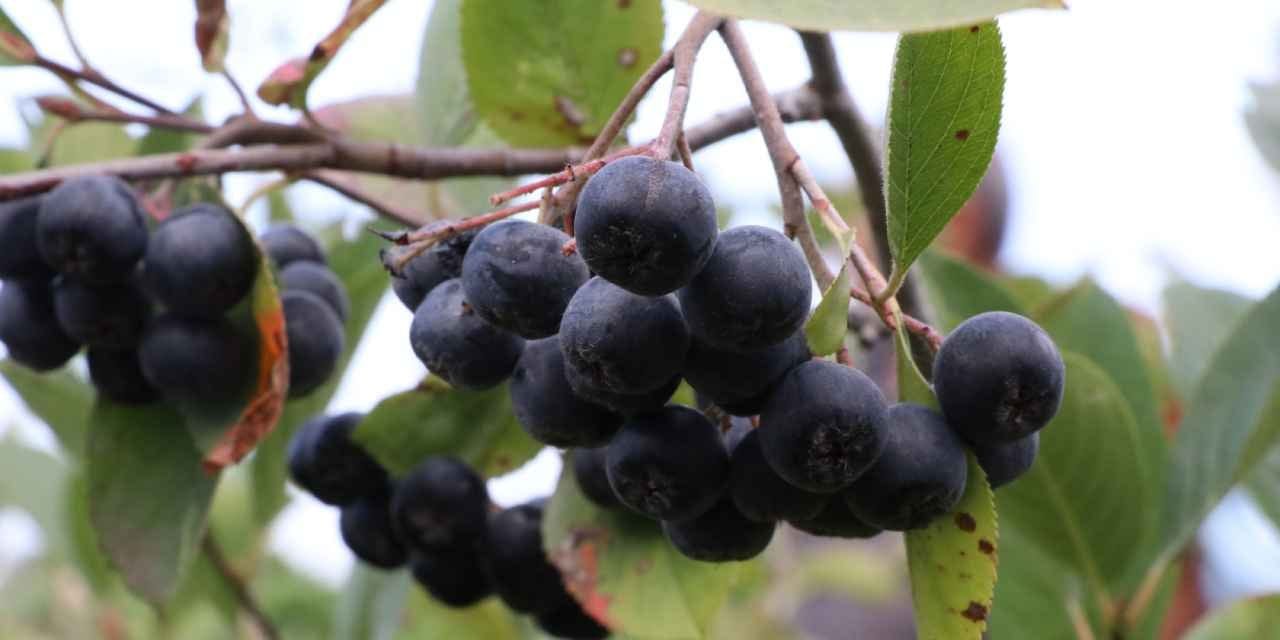 kalbe bagisikliga gozlere iyi geliyor kilosu 400 liradan 250 ton urun bekleniyor D8G5Zay6