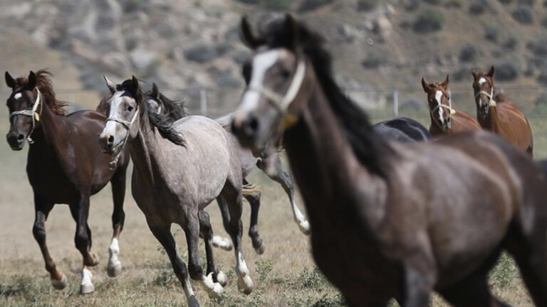 tigem 15 safkan arap kosu tayi satacak xCndJALG