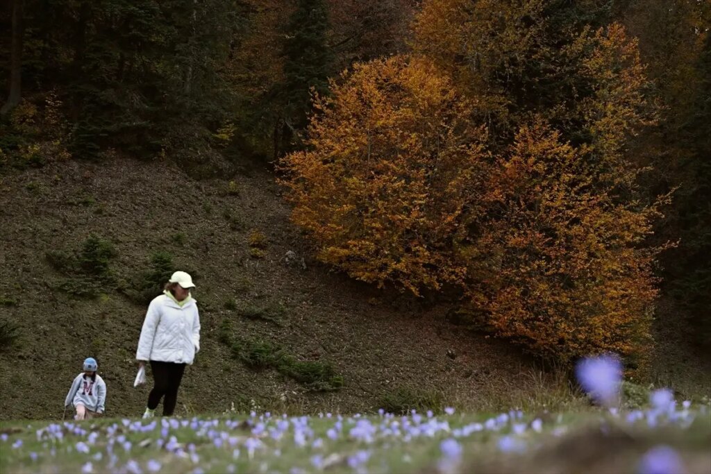 sonbahar renk cumbusu duzce sakarya bolu DhcZLFgD.jpg