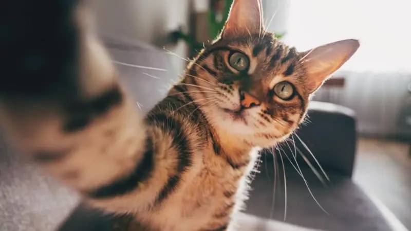 Kediler ilk ne zaman ve nerede evcilleşti?