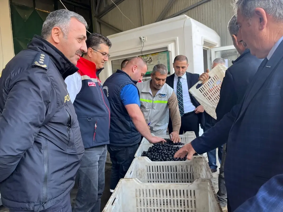 sarkoyde zeytin hasadi etkinligi kxXfzEBB.jpg