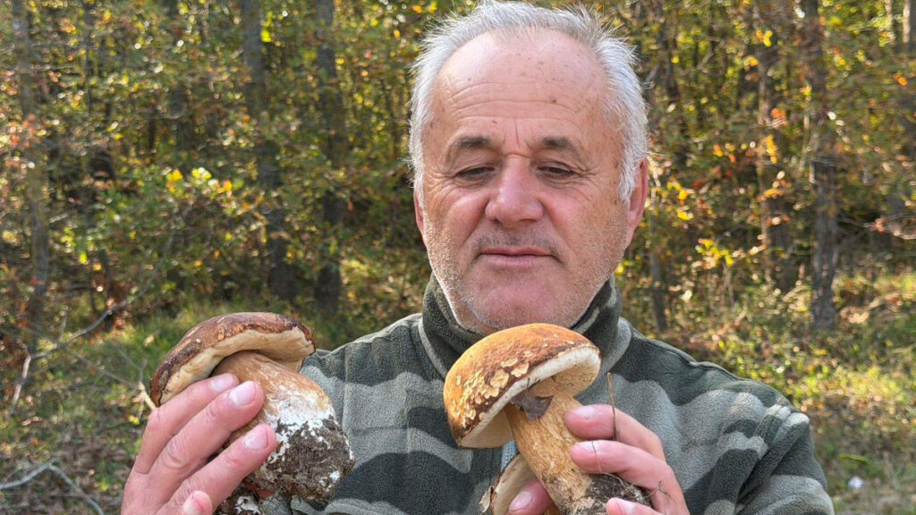 tekirdag istranca ormanlarinda mantar populasyonu azaldi 5ZYRiOqW.jpg