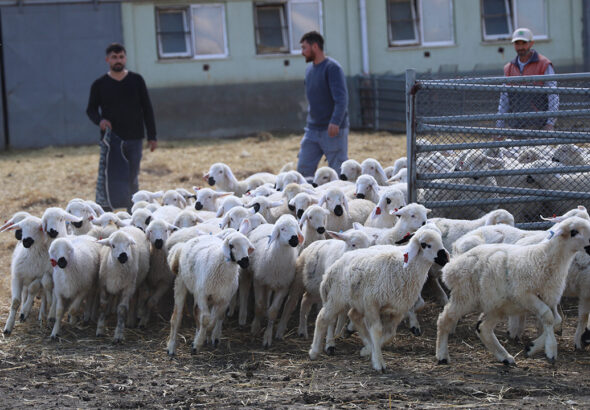 annelerini-bulmak-icin-tek-tek-kokladilar-TQyglI33